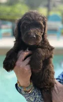 Hershey , a male Labradoodle and Sheepadoodle for sale in Apopka, FL – Photo 5 of 6