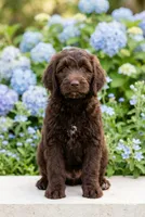 Hershey , a male Labradoodle and Sheepadoodle for sale in Apopka, FL – Photo 2 of 6