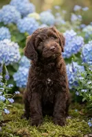 Hershey , a male Labradoodle and Sheepadoodle for sale in Apopka, FL – Photo 3 of 6