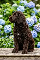 Hershey , a male Labradoodle and Sheepadoodle for sale in Apopka, FL – Photo 4 of 6