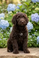 Hershey , a male Labradoodle and Sheepadoodle for sale in Apopka, FL – Photo 1 of 6