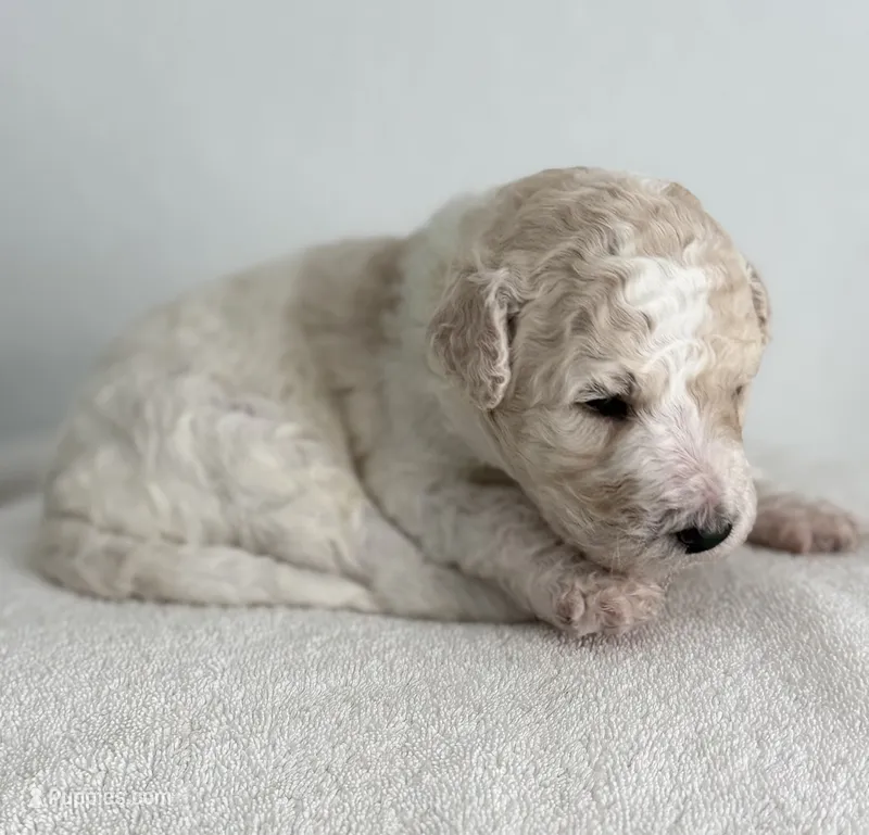 Thor  – Labradoodle puppy for sale in Apopka, FL