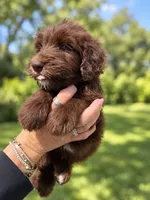 Marty, a male Labradoodle and Sheepadoodle for sale in Apopka, FL – 5 of 8