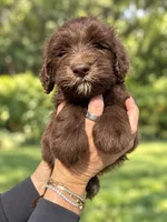 Marty, a male Labradoodle and Sheepadoodle for sale in Apopka, FL – 4 of 8