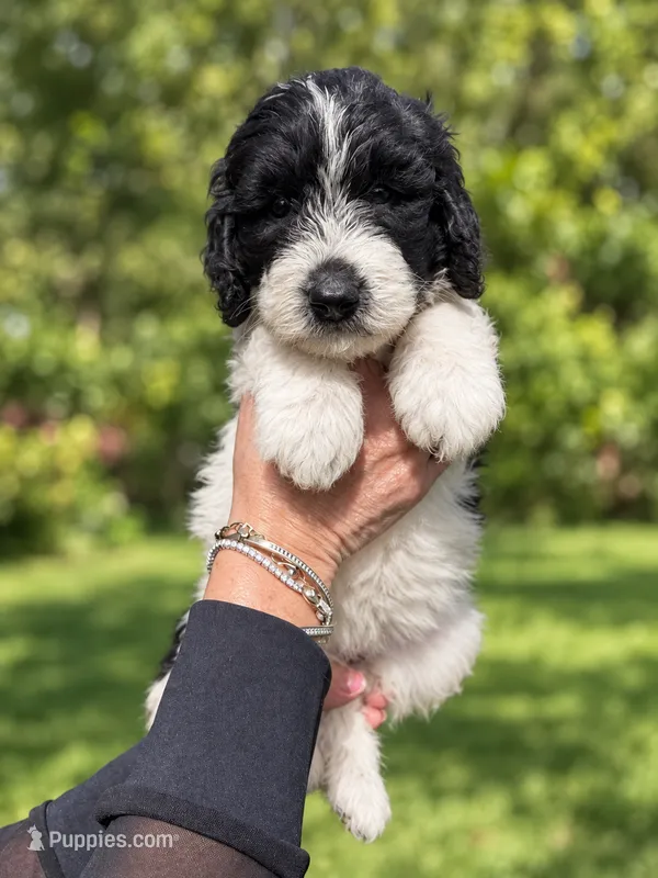 Lorain – Labradoodle, Sheepadoodle puppy for sale in Apopka, FL