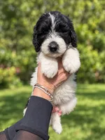 Lorain, a female Labradoodle and Sheepadoodle for sale in Apopka, FL – 1 of 8