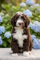 Barney, a male Labradoodle and Sheepadoodle for sale in Apopka, FL – Photo 1 of 5