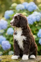 Barney, a male Labradoodle and Sheepadoodle for sale in Apopka, FL – Photo 2 of 5