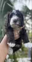 Barney, a male Labradoodle and Sheepadoodle for sale in Apopka, FL – Photo 5 of 5