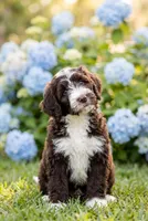 Barney, a male Labradoodle and Sheepadoodle for sale in Apopka, FL – Photo 3 of 5