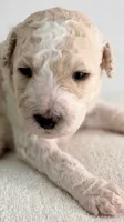 Thor , a male Labradoodle for sale in Apopka, FL – 2 of 7