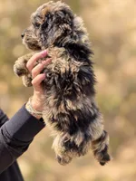 Lani, a female Labradoodle and Sheepadoodle for sale in Apopka, FL – 3 of 7