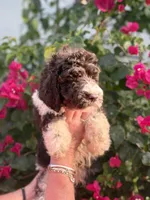 Iris Girl Two, a female Labradoodle and Sheepadoodle for sale in Apopka, FL – Photo 6 of 8