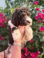 Iris Girl Two, a female Labradoodle and Sheepadoodle for sale in Apopka, FL – Photo 4 of 8
