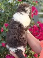 Iris Girl Two, a female Labradoodle and Sheepadoodle for sale in Apopka, FL – Photo 7 of 8