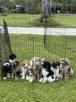 Iris Girl Two, a female Labradoodle and Sheepadoodle for sale in Apopka, FL – Photo 8 of 8