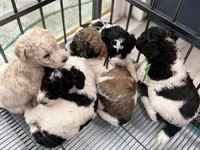 Wanda , a female Labradoodle for sale in Apopka, FL – 3 of 8