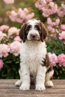 Lucy, a female Labradoodle and Sheepadoodle for sale in Apopka, FL – Photo 1 of 6