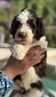 Lucy, a female Labradoodle and Sheepadoodle for sale in Apopka, FL – Photo 6 of 6
