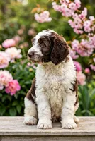 Lucy, a female Labradoodle and Sheepadoodle for sale in Apopka, FL – Photo 2 of 6
