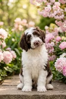 Lucy, a female Labradoodle and Sheepadoodle for sale in Apopka, FL – Photo 3 of 6