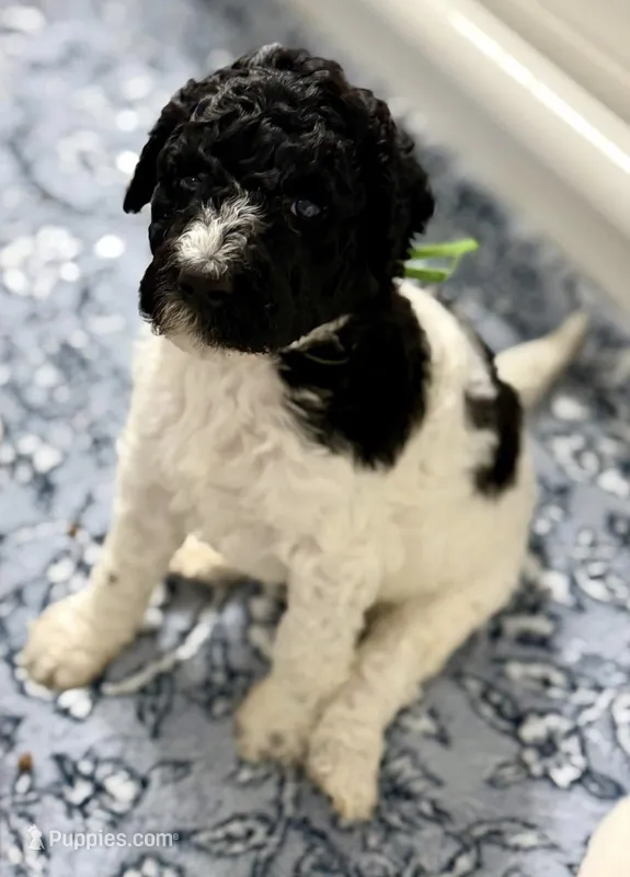 Rocket – Labradoodle puppy for sale in Apopka, FL