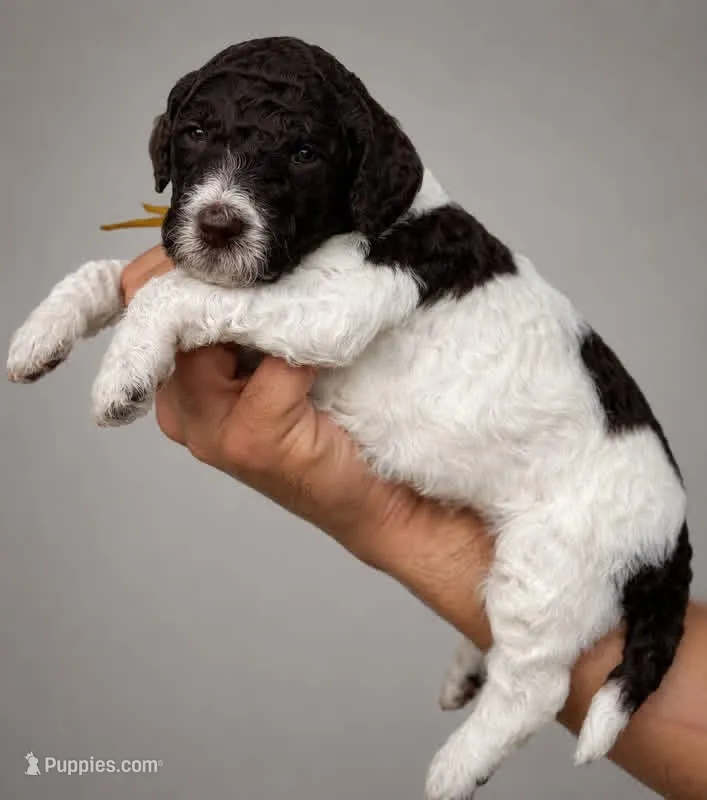 Wanda  – Labradoodle puppy for sale in Apopka, FL