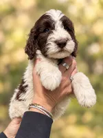 Biff, a male Labradoodle and Sheepadoodle for sale in Apopka, FL – 4 of 7