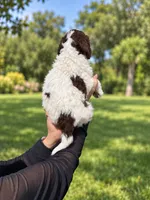 Biff, a male Labradoodle and Sheepadoodle for sale in Apopka, FL – 3 of 7