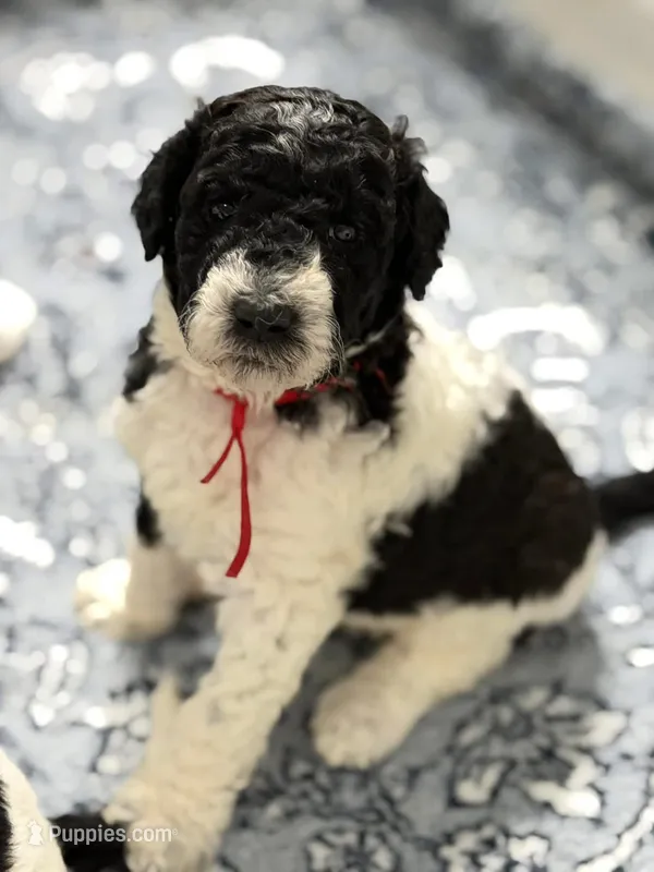 Gamora – Labradoodle puppy for sale in Apopka, FL