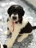 Gamora, a female Labradoodle for sale in Apopka, FL – 1 of 9