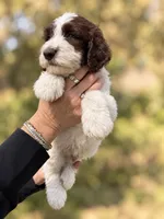 Biff, a male Labradoodle and Sheepadoodle for sale in Apopka, FL – 2 of 7