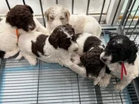Wanda , a female Labradoodle for sale in Apopka, FL – 6 of 8