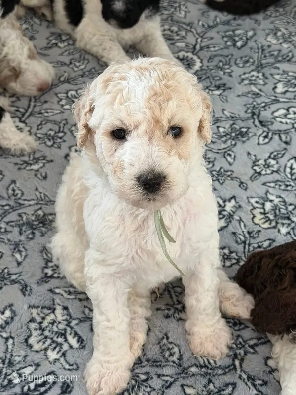 Thor  – Labradoodle puppy for sale in Apopka, FL
