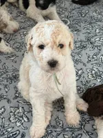 Thor , a male Labradoodle for sale in Apopka, FL – 1 of 10