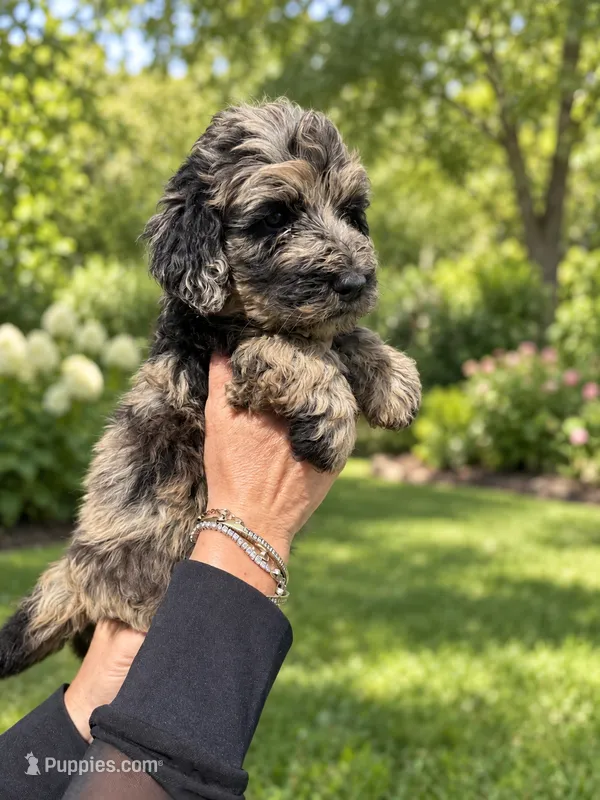 Lani – Labradoodle, Sheepadoodle puppy for sale in Apopka, FL