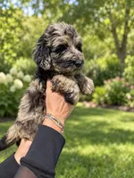 Lani, a female Labradoodle and Sheepadoodle for sale in Apopka, FL – 2 of 7