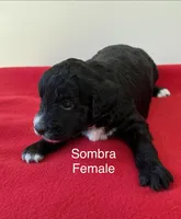 Sombra, a female Miniature Aussiedoodle for sale in Huntsville, AL – Photo 3 of 4