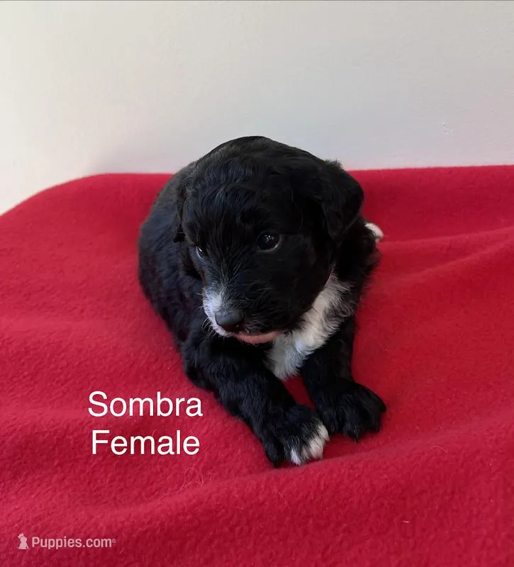 Sombra – Miniature Aussiedoodle puppy for sale in Huntsville, AL