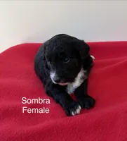 Sombra, a female Miniature Aussiedoodle for sale in Huntsville, AL – Photo 1 of 4