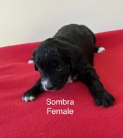 Sombra, a female Miniature Aussiedoodle for sale in Huntsville, AL – Photo 2 of 4