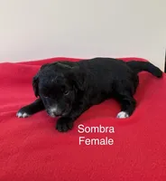 Sombra, a female Miniature Aussiedoodle for sale in Huntsville, AL – Photo 4 of 4