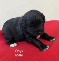 Onyx, a male Miniature Aussiedoodle for sale in Huntsville, AL – Photo 2 of 5