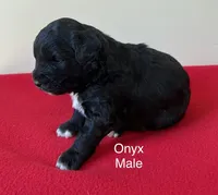 Onyx, a male Miniature Aussiedoodle for sale in Huntsville, AL – Photo 1 of 5