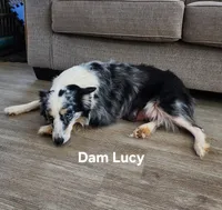 Onyx, a male Miniature Aussiedoodle for sale in Huntsville, AL – Photo 4 of 5