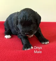 Onyx, a male Miniature Aussiedoodle for sale in Huntsville, AL – Photo 3 of 5