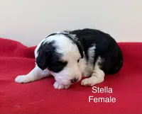 Stella, a female Miniature Aussiedoodle for sale in Huntsville, AL – Photo 2 of 7