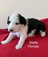 Stella, a female Miniature Aussiedoodle for sale in Huntsville, AL – Photo 1 of 7