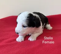 Stella, a female Miniature Aussiedoodle for sale in Huntsville, AL – Photo 4 of 7