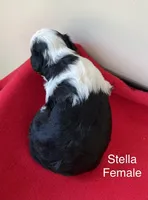 Stella, a female Miniature Aussiedoodle for sale in Huntsville, AL – Photo 3 of 7